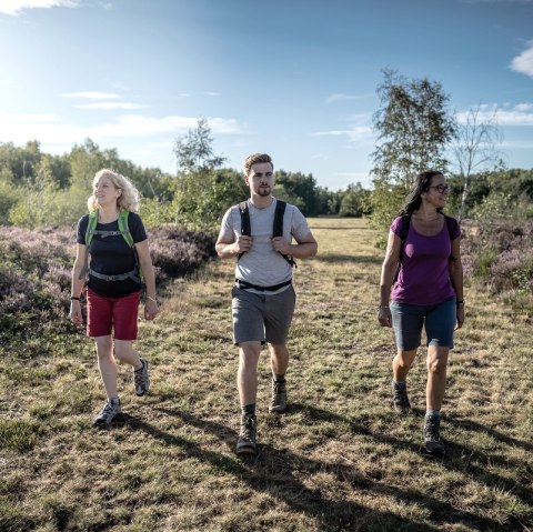 Ab Mitte August verwandelt sich die Drover Heide in ein lilafarbenes Bl&uuml;tenmeer., &copy; Dennis Stratmann / Kreis D&uuml;ren
