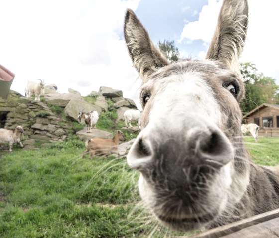 Esel, &copy; Yvonne Kirch, studio B23