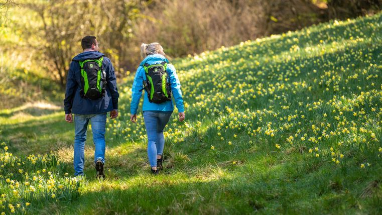 Zwei Personen wandern auf einem grünen Feld mit vielen blühenden Narzissen. Sie tragen Rucksäcke und genießen die Natur.