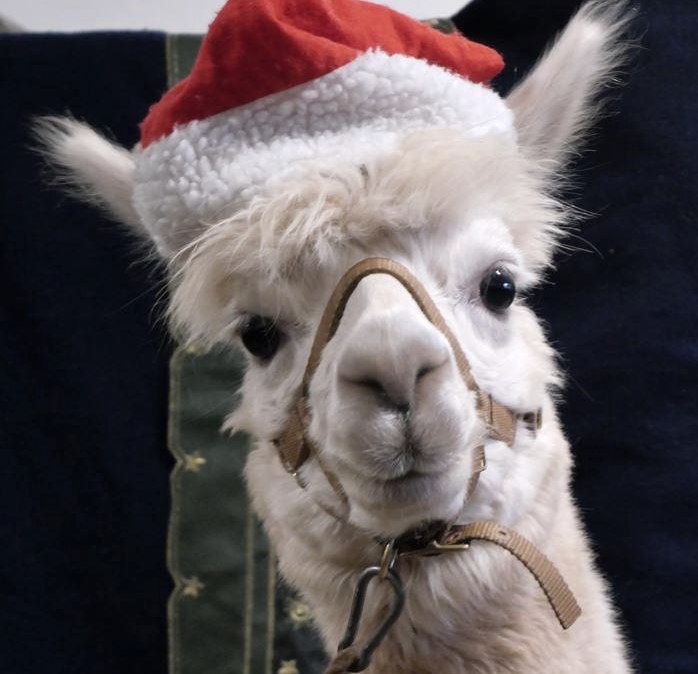 Nikolaus Bert, © Kermeter Alpakas