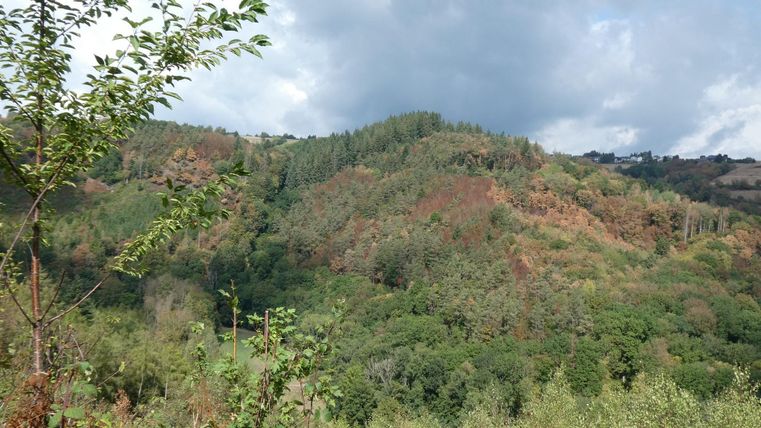 Eine malerische Landschaft mit Hügeln, die von Bäumen und Sträuchern bedeckt sind. Am Himmel sind einige Wolken zu sehen, die das Gesamtbild ansprechend abrunden.