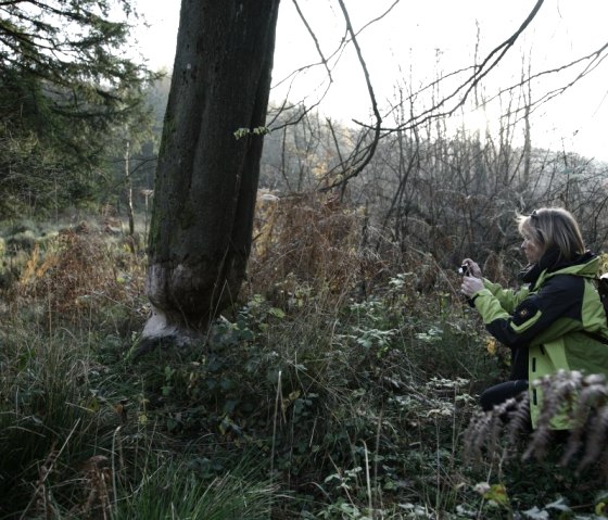 Beversporen op een boom