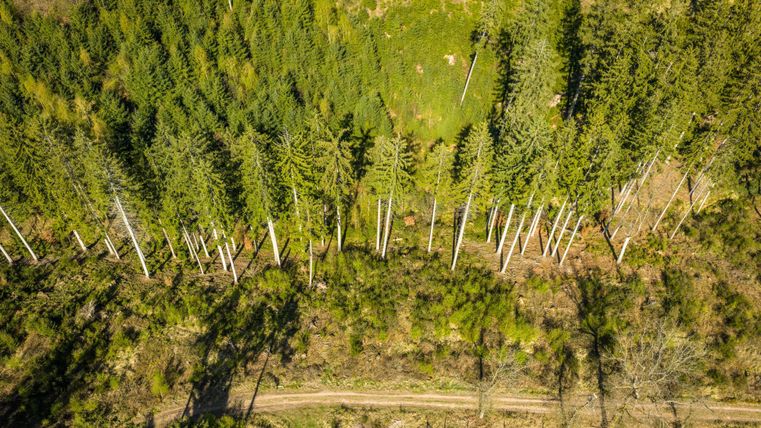 Eine luftige Ansicht von einem Wald mit hohen, grünen Bäumen. Ein Weg führt durch das Unterholz.