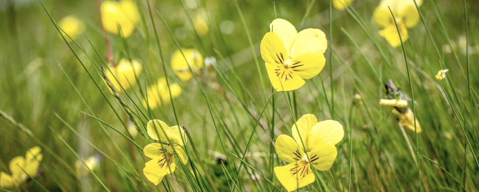 Galmeiveilchen auf dem Schlangenberg, &copy; St&auml;dteregion Aachen, Dominik Ketz