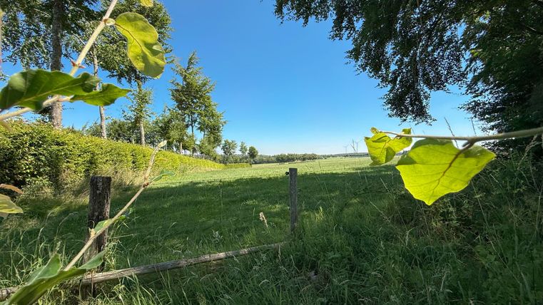 Eine grüne Wiese unter einem klaren blauen Himmel, umgeben von Bäumen. Im Vordergrund sind Blätter zu sehen, die den Blick auf die Landschaft leicht einrahmen.
