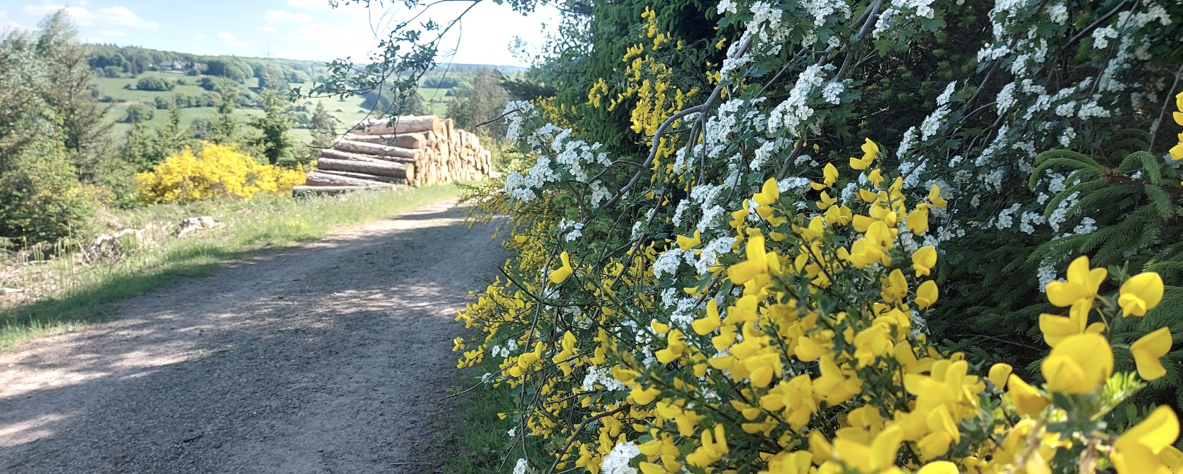 Fr&uuml;hling Aussicht Vicht Ginster Wei&szlig;dorn Mai (co)