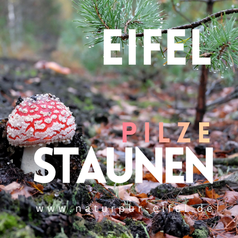 Ein roter Fliegenpilz auf dem Boden eines Waldes in der Eifel. Umgeben von Laub und frischen grünen Ästen.