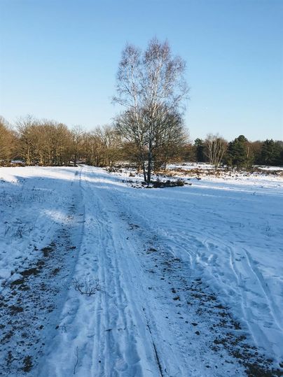 Ein schneebedeckter Weg führt durch eine winterliche Landschaft. Im Hintergrund stehen einige Bäume unter einem klaren blauen Himmel.