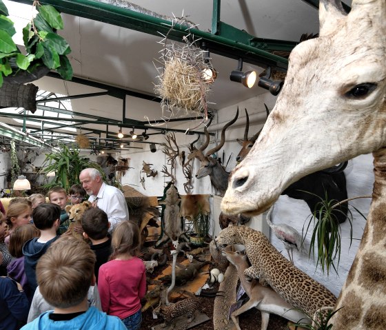 Giraffe, &copy; Bernd Stuhlmann