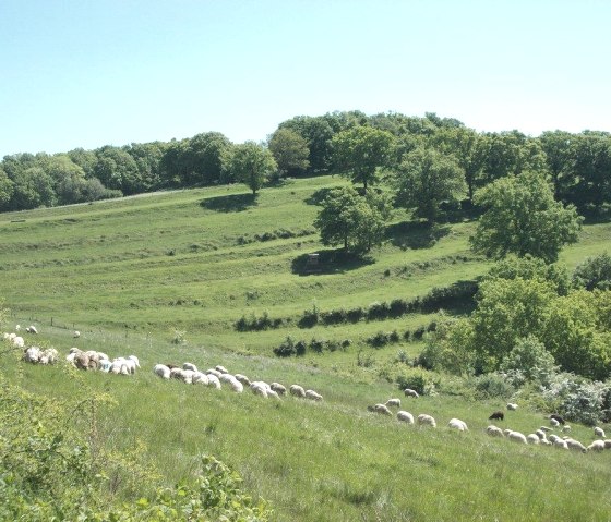 Weitblick, © Eifel heimisch
