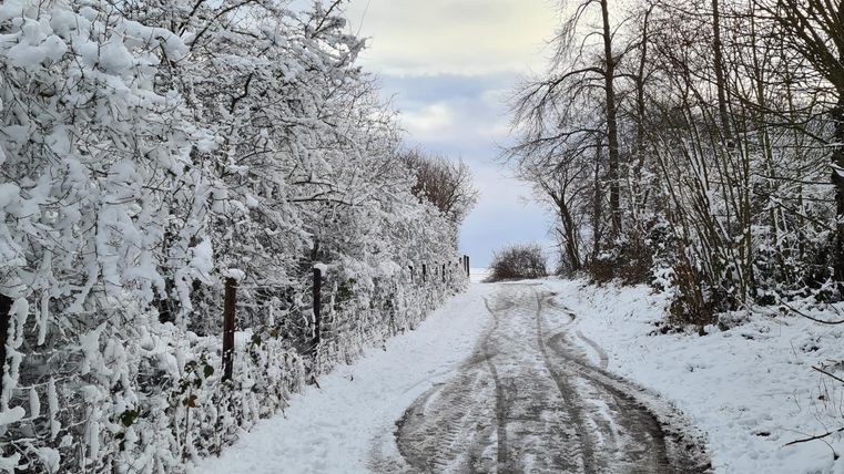 Eine schneebedeckte Straße, umgeben von frostigen Bäumen. Die Landschaft wirkt ruhig und winterlich.