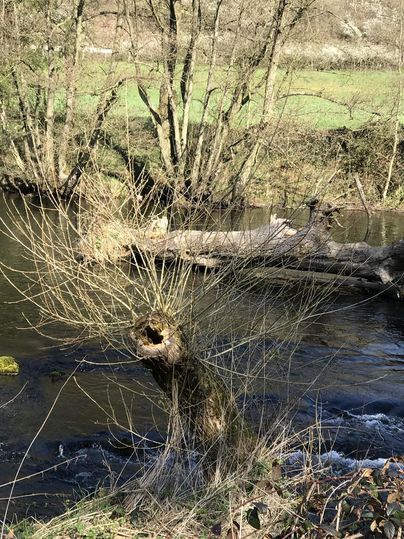 Ein ruhiger Fluss fließt durch eine grüne Landschaft mit Bäumen im Hintergrund. Am Ufer liegt ein umgestürzter Baum mit vielen Ästen.