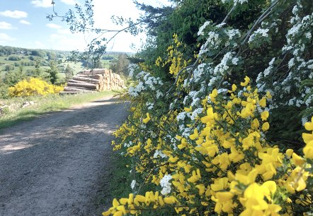 Fr&uuml;hling Aussicht Vicht Ginster Wei&szlig;dorn Mai (co)