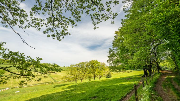 Eine grüne Wiese mit Bäumen und einem klaren Himmel. Ein schmaler Weg führt durch die Landschaft.