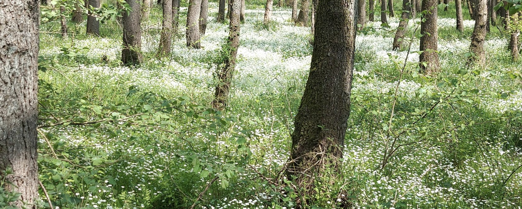 Fr&uuml;hlingswald (co) Thei&szlig;en-Braun