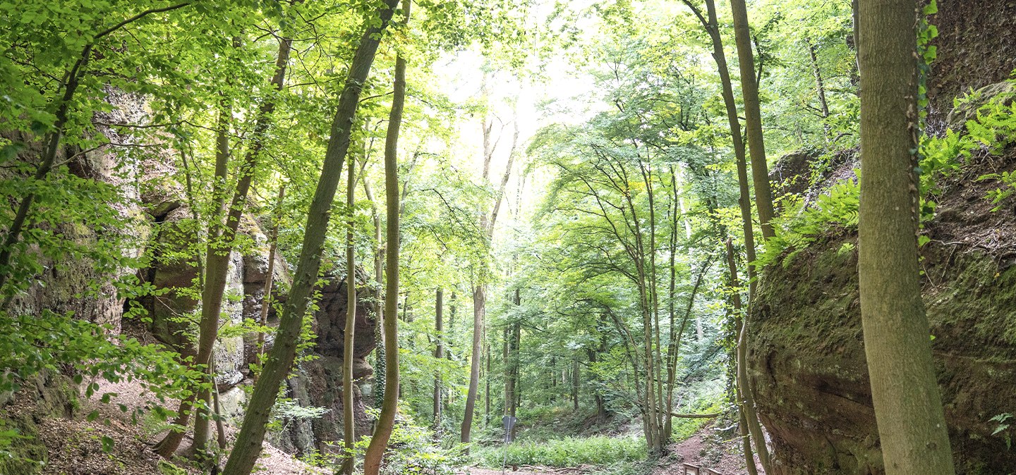 Entdeckungspfad-Nideggen-Sch&uuml;dderfeld-web-03, &copy; Rureifel Tourismus GmbH, Lilli Kommer