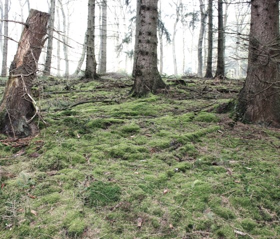 View into the forest