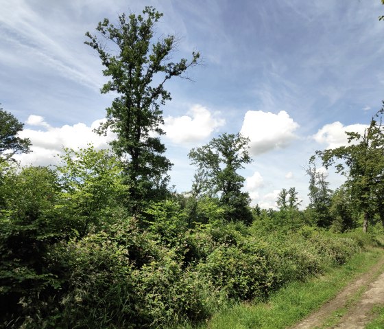 Wald von Schloss Burgau, &copy; Sophia Eckerle | Kreis D&uuml;ren