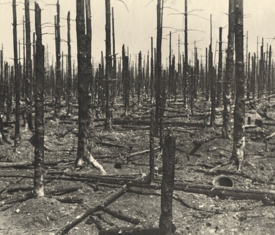 the Hürtgenwald forest destroyed by the war
