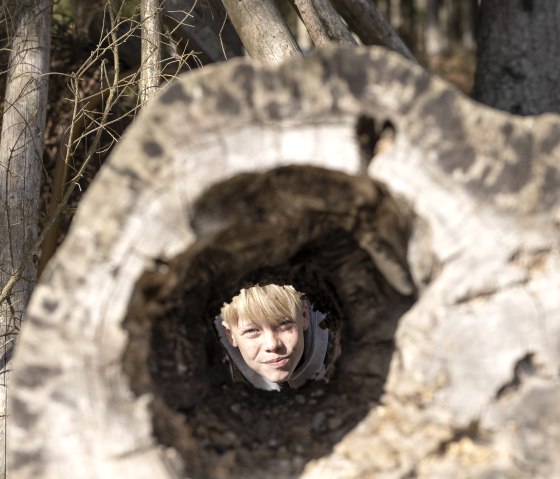 Blicke in das Innere eines Baumes, &copy; Eifel Tourismus GmbH, Tobias Vollmer - finanziert durch REACT-EU