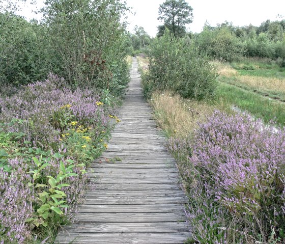 Drover Heide loopbruggen