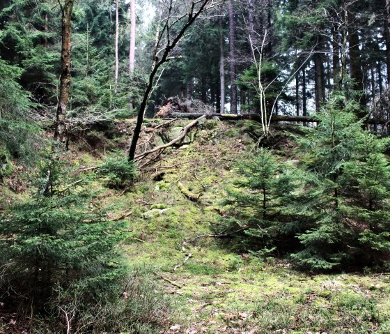 Wooded hiking trail