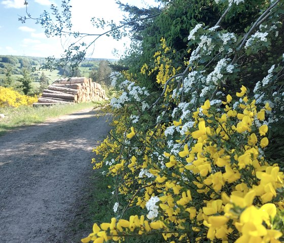 Fr&uuml;hling Aussicht Vicht Ginster Wei&szlig;dorn Mai (co)