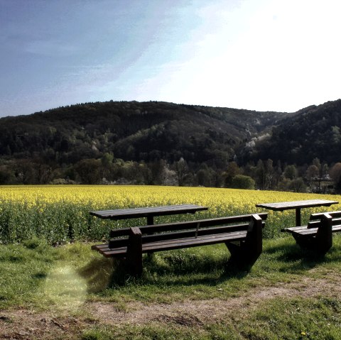Pause avec vue sur le champ de colza