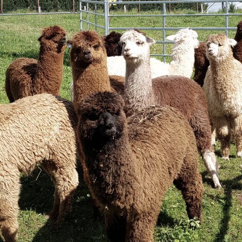 Gruppe Alpakas, &copy; Familie Kelleners