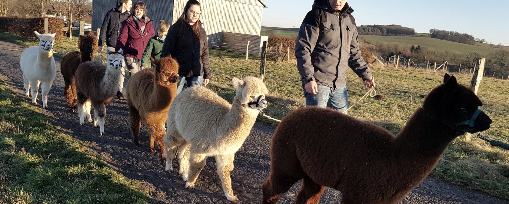 Wandelen met alpaca's, © Familie Kelleners
