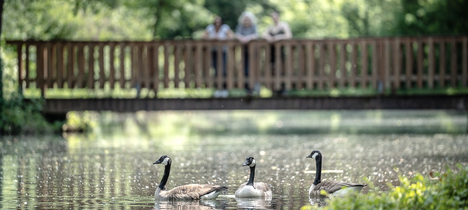 Entenweiher am Barmener See, © Dennis Stratmann | Kreis Düren