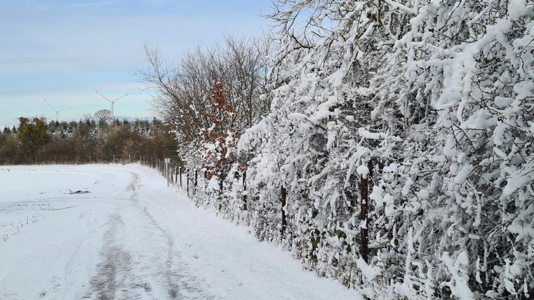 Ein verschneiter Weg in einer winterlichen Landschaft. Die Bäume sind mit Schnee bedeckt und der Himmel ist klar.