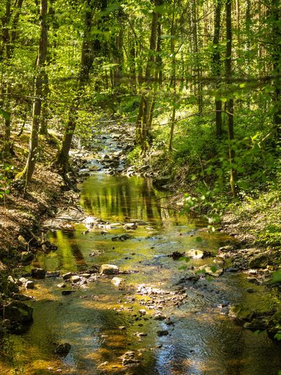 Ein ruhiger Bach, der durch einen dichten Wald fließt. Die Sonne scheint durch die Bäume und reflektiert auf dem Wasser.