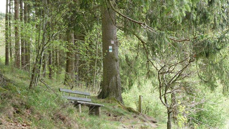 Eine ruhige Waldlandschaft mit einer Bank unter einem Baum. Der Weg ist von dichtem Grün und Bäumen umgeben.