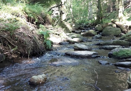 Kelzerbach Juni-August (co) Thei&szlig;en-Braun