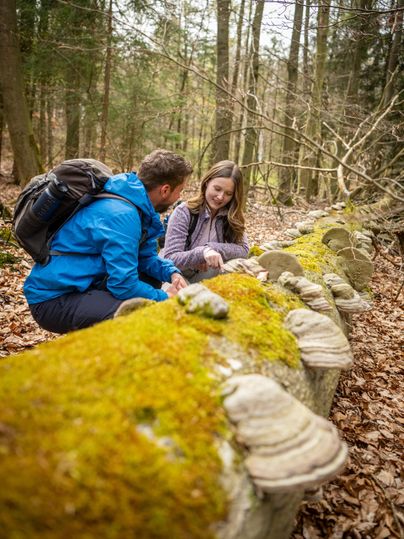 Ein Paar schaut sich Pilze auf einem moosbedeckten Baumstamm im Wald an. Die Umgebung ist grün und natürlich, mit Laub und Bäumen.