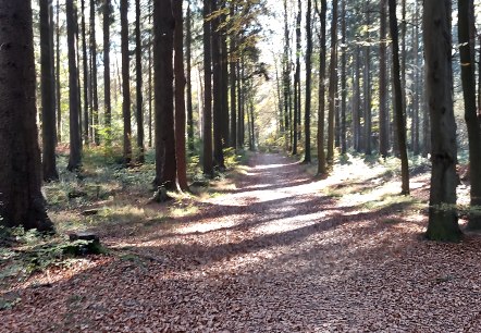 Weg Fichtenwald Schlangenberg September-November (