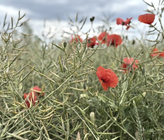 Entlang der Wanderung Nr. 69, &copy; Rureifel-Tourismus e.V., Dennis Winands