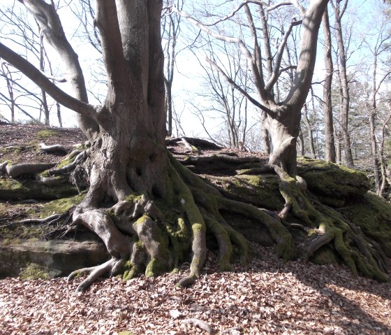 Wurzelreich, &copy; Eifel heimisch