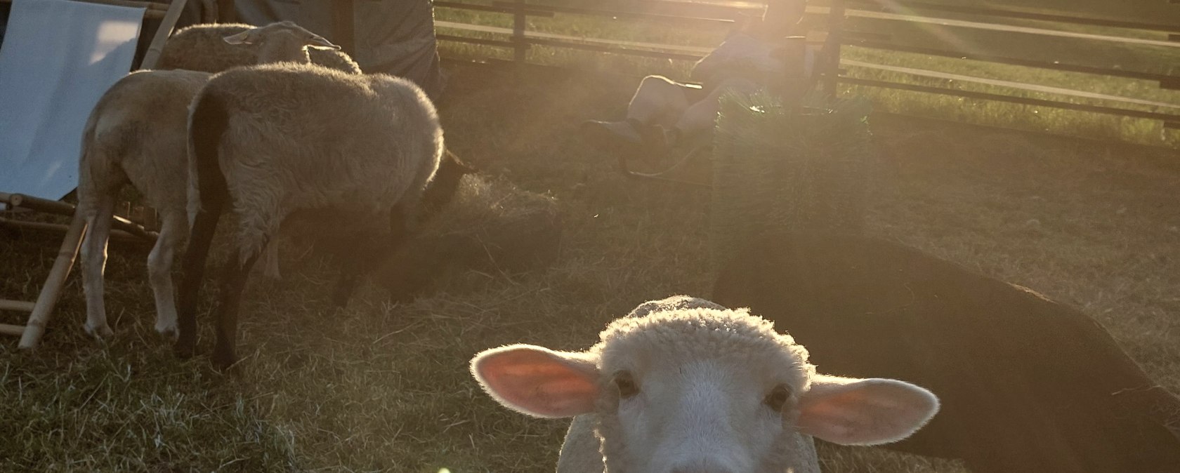 Schapen bij de rode 16, © Die-Rote-16