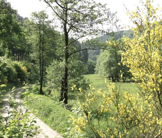 Ginster Richtung-Kalltalsperre, &copy; Rureifel-Tourismus e.V.