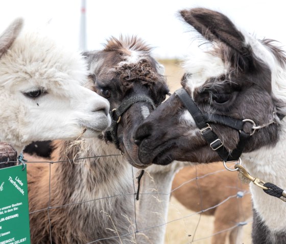 Lama et alpaga, © Eifel Tourismus GmbH, AR - shapefruit AG