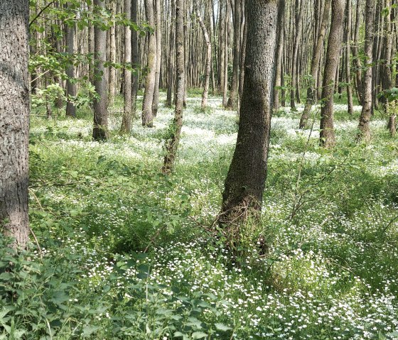 Fr&uuml;hlingswald April-Mai (co) Thei&szlig;en-Braun