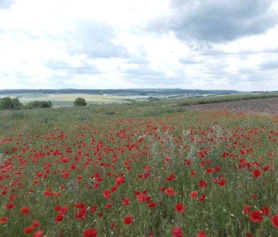 Klatschmohn, © Eifel heimisch