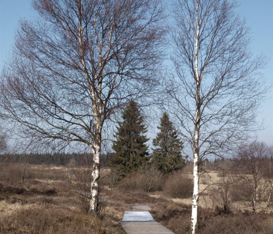 Holzsteeg im Venn, &copy; seeblick-eifel.de
