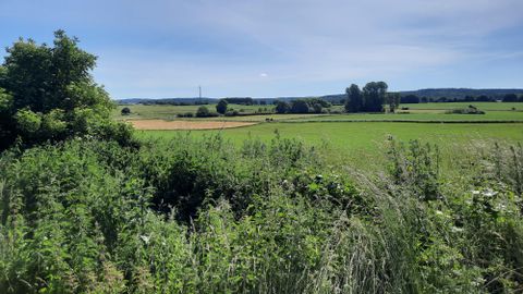 Eine grüne Landschaft mit Wiesen und Bäumen unter einem klaren blauen Himmel. In der Ferne sind sanfte Hügel und ein Strommast sichtbar.